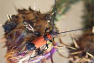 Purpuricenus desfontainii inhumeralis