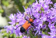 Purpuricenus desfontainii inhumeralis