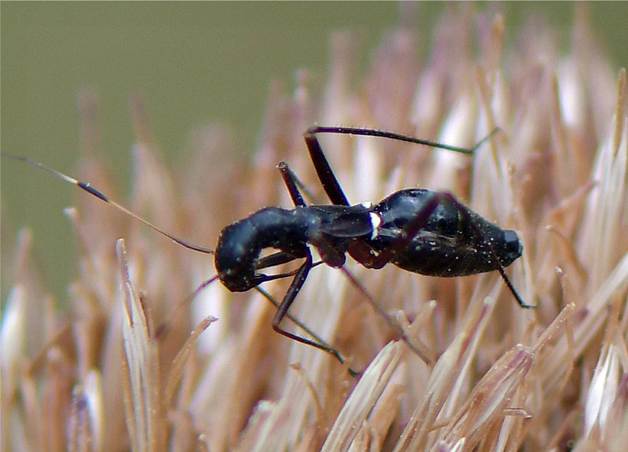 Camponotidea saundersi