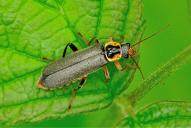 Cantharis nigricans