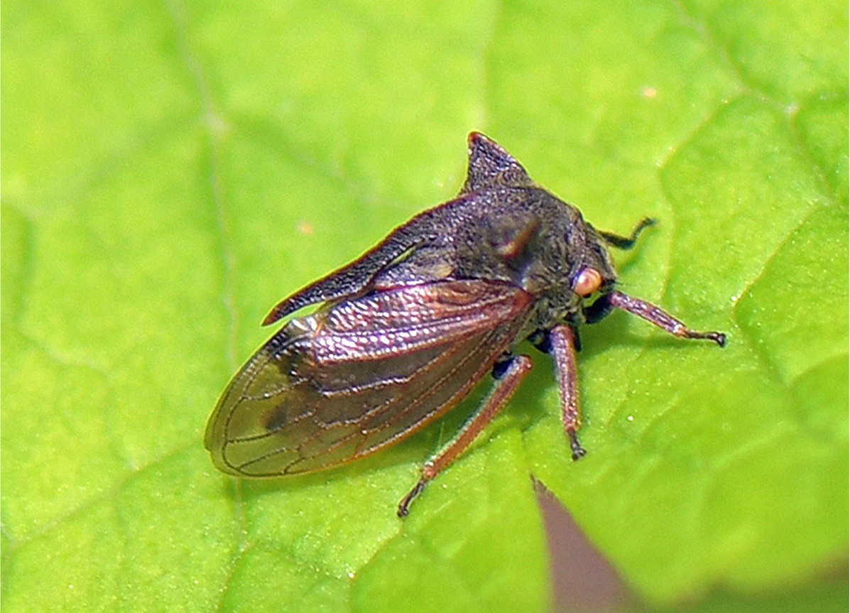 Centrotus cornutus