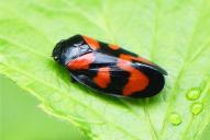 Cercopis vulnerata