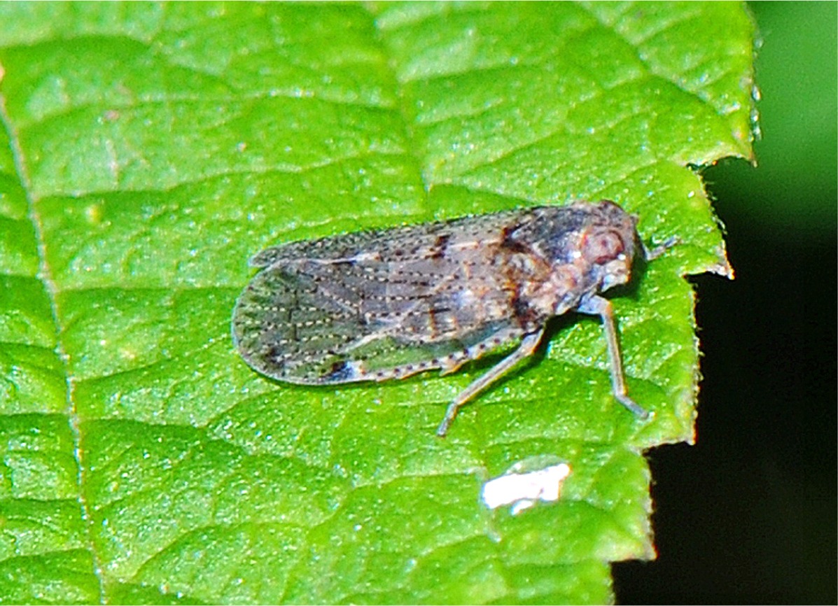 Cixius nervosus