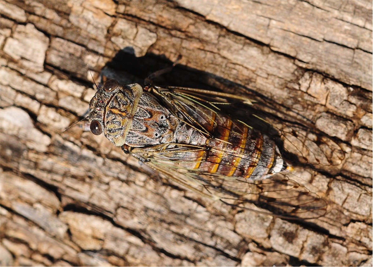 Cicada orni