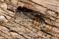 Cicada orni