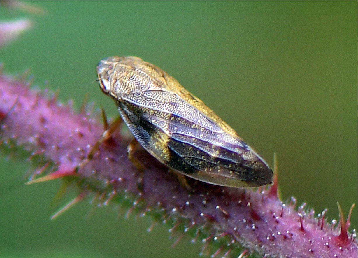 Aphrophora alni