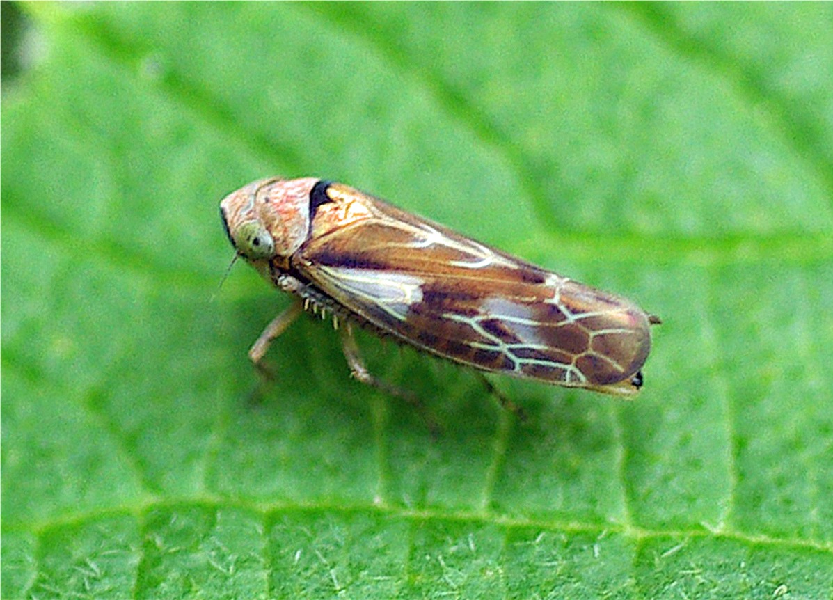 Pithyotettix abietinus