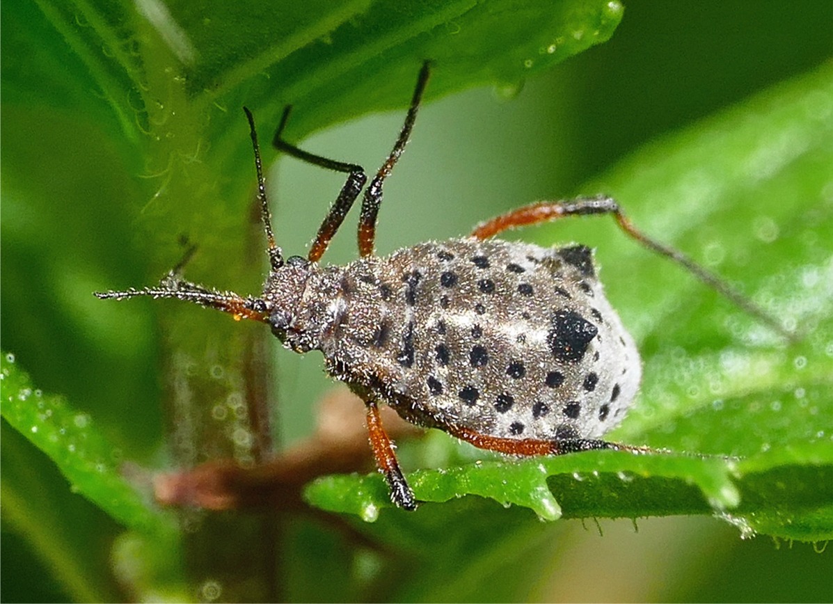 Tuberolachnus salignus