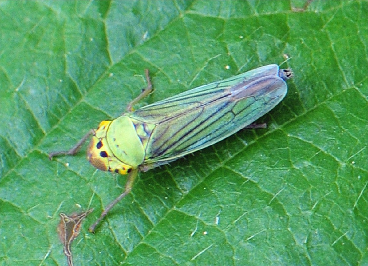 Cicadella viridis(♀)