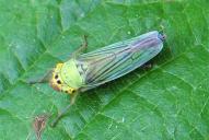 Cicadella viridis