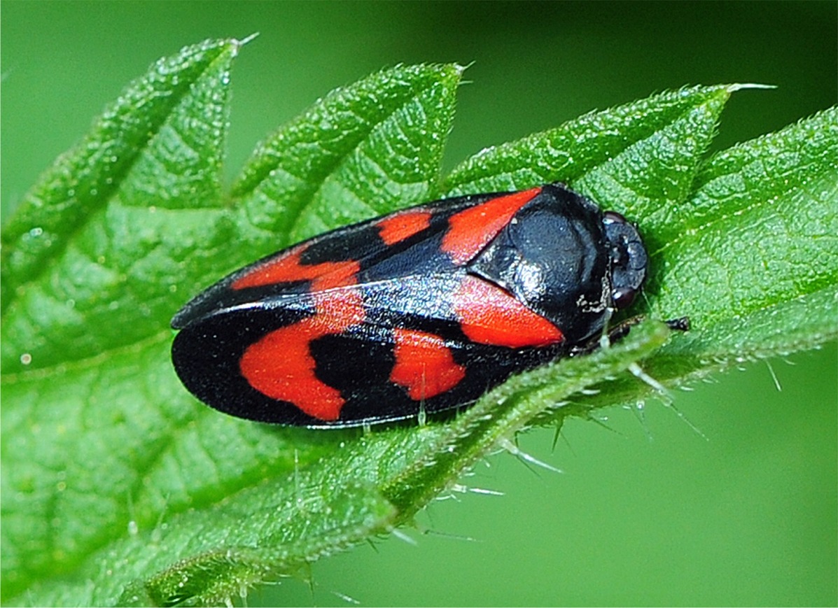 Cercopis vulnerata