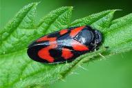 Cercopis vulnerata