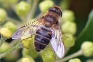 Eristalis pertinax(♀)