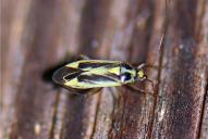 Stenotus binotatus(♀)