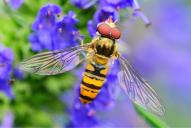 Episyrphus balteatus