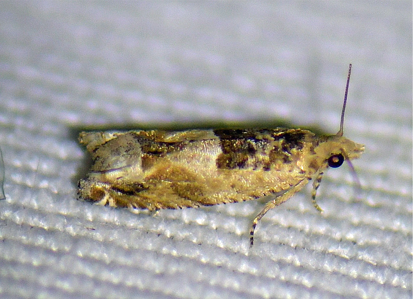 Crocidosema plebejana