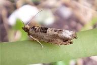 Crocidosema plebejana