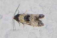 Neocochylis dubitana