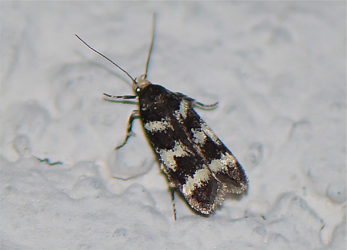 Chionodes luctuella