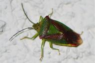 Acanthosoma haemorrhoidale