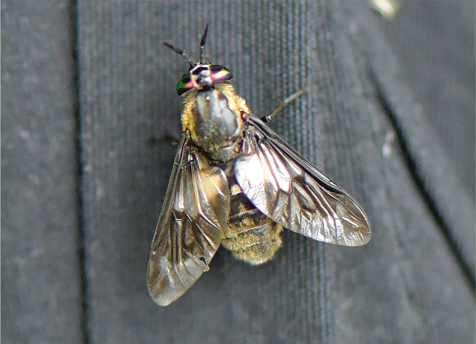 Chrysops caecutiens