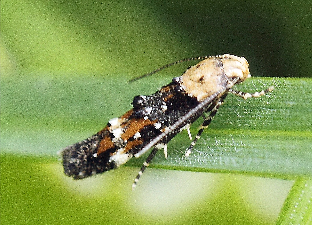 Mompha lacteella