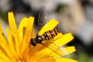 Episyrphus balteatus