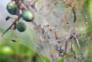 Yponomeuta padella(Gespinst an Schlehe)