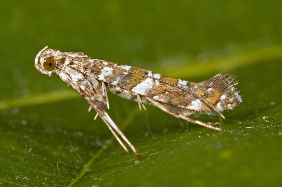 Gracillaria syringella(siehe Text)