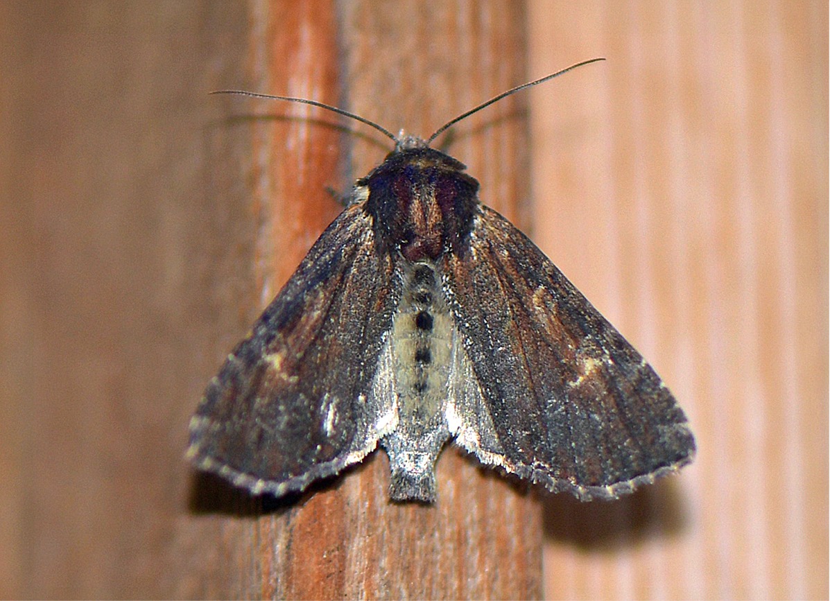 Apamea crenata