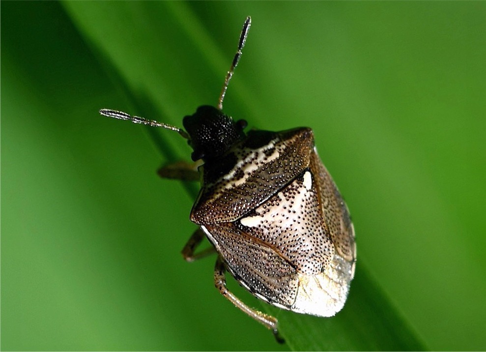 Eysarcoris aeneus