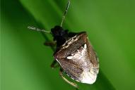 Eysarcoris aeneus