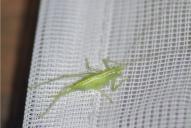 Meconema meridionale(♂)