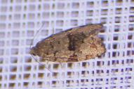 Dichelia histrionana