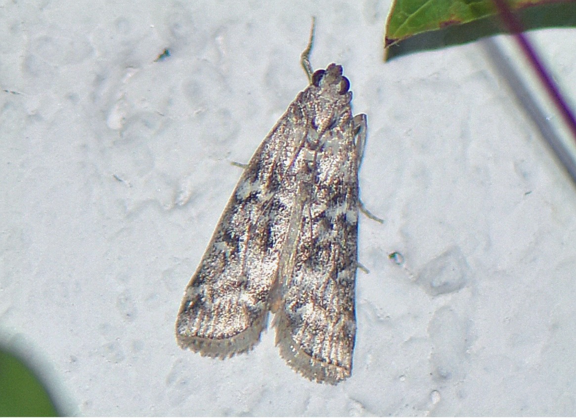 Dioryctria simplicella