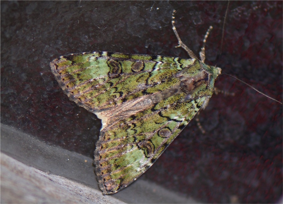 Anaplectoides prasina