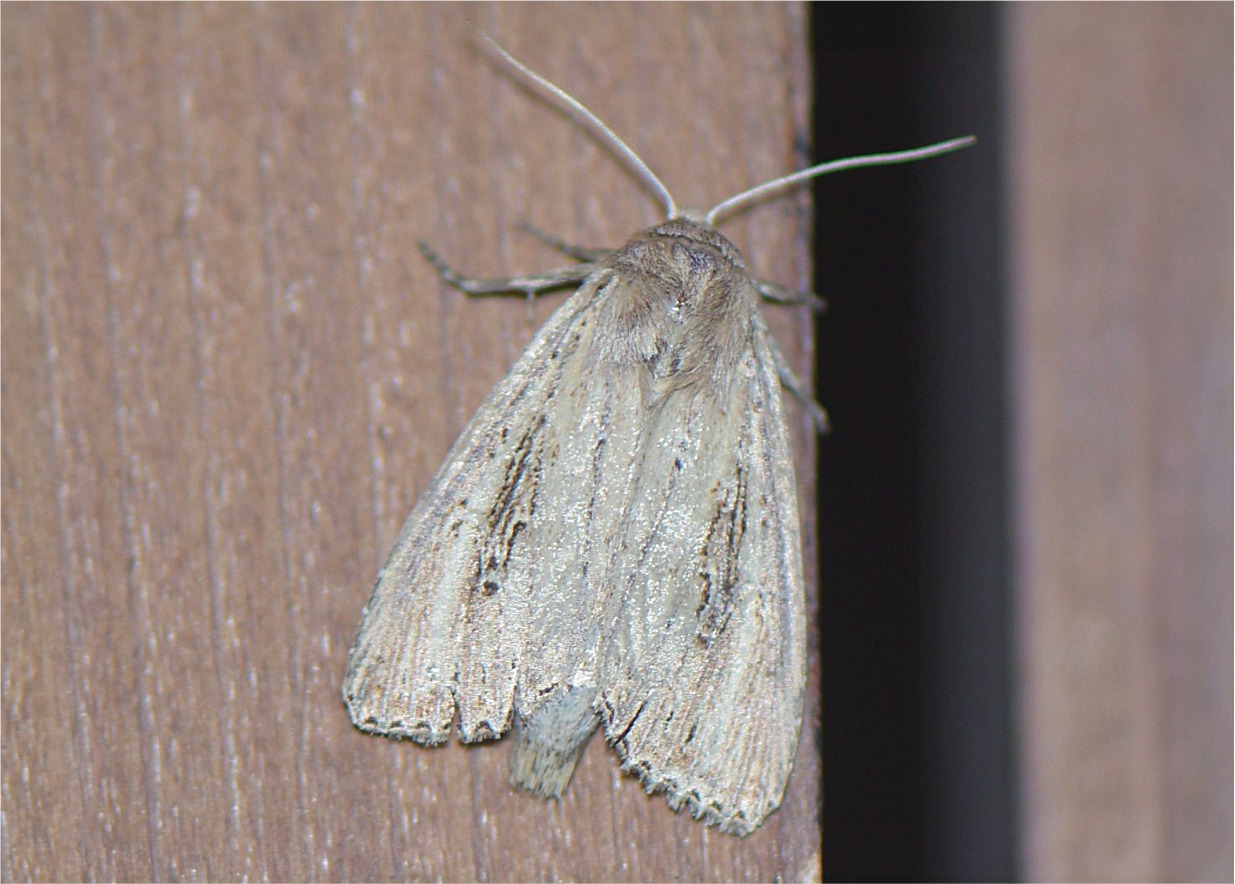 Nonagria typhae