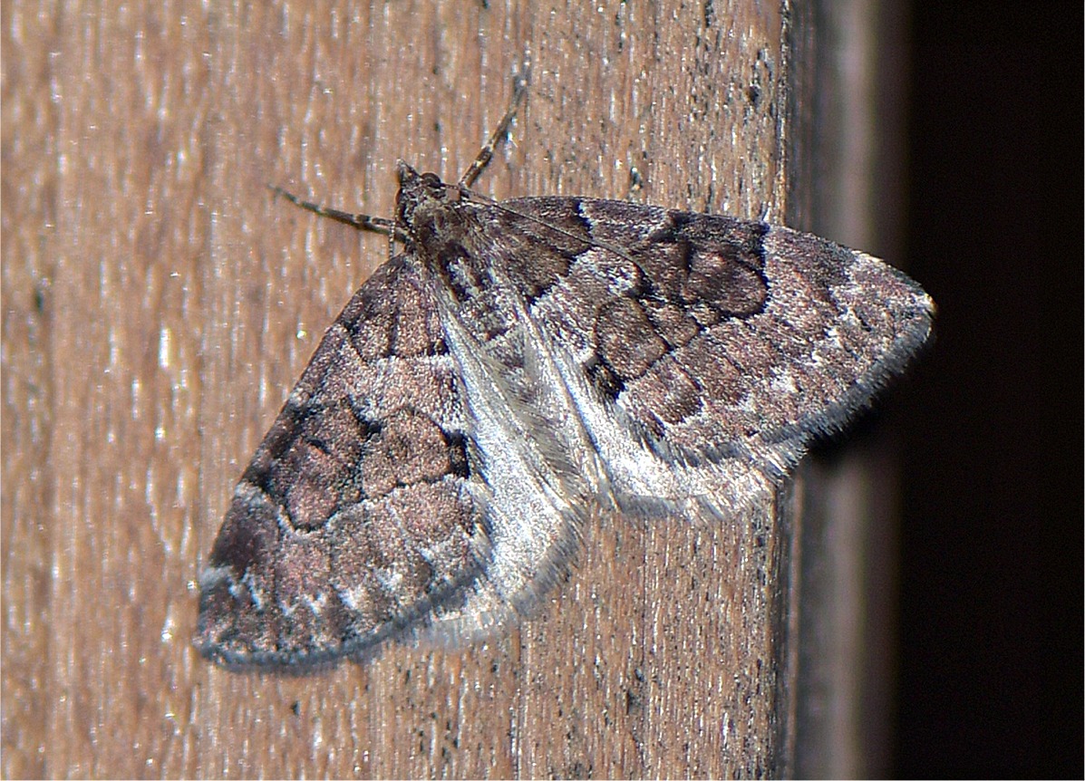 Thera cognata