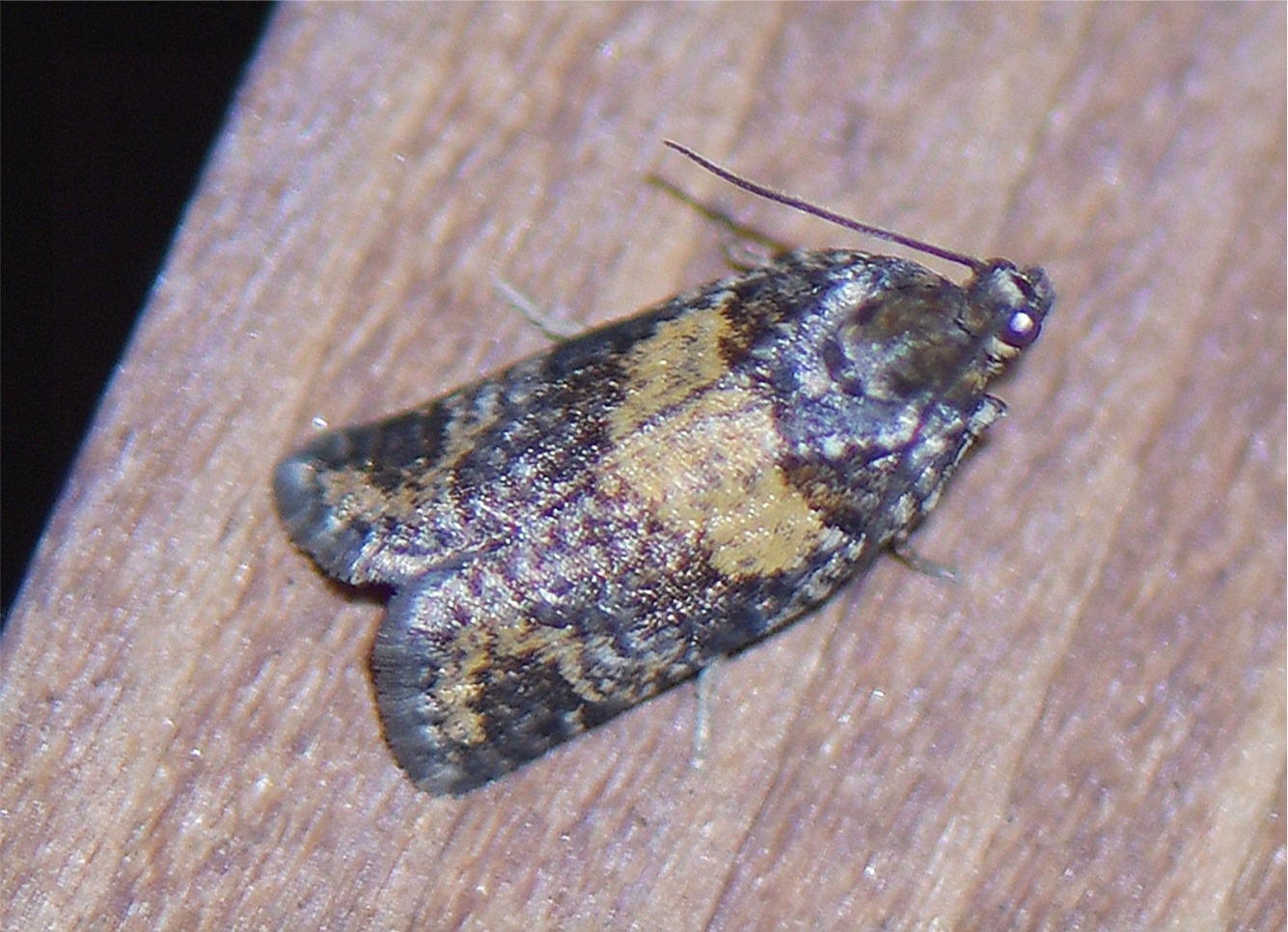 Ptycholomoides aeriferana