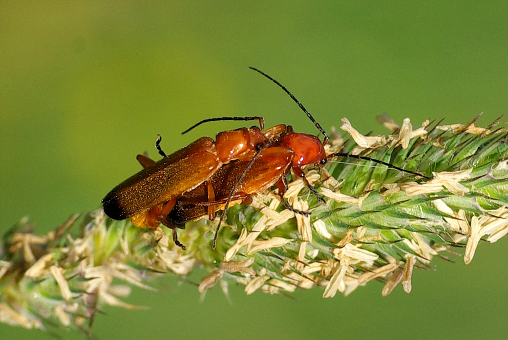 Rhagonycha fulva(♀♂)