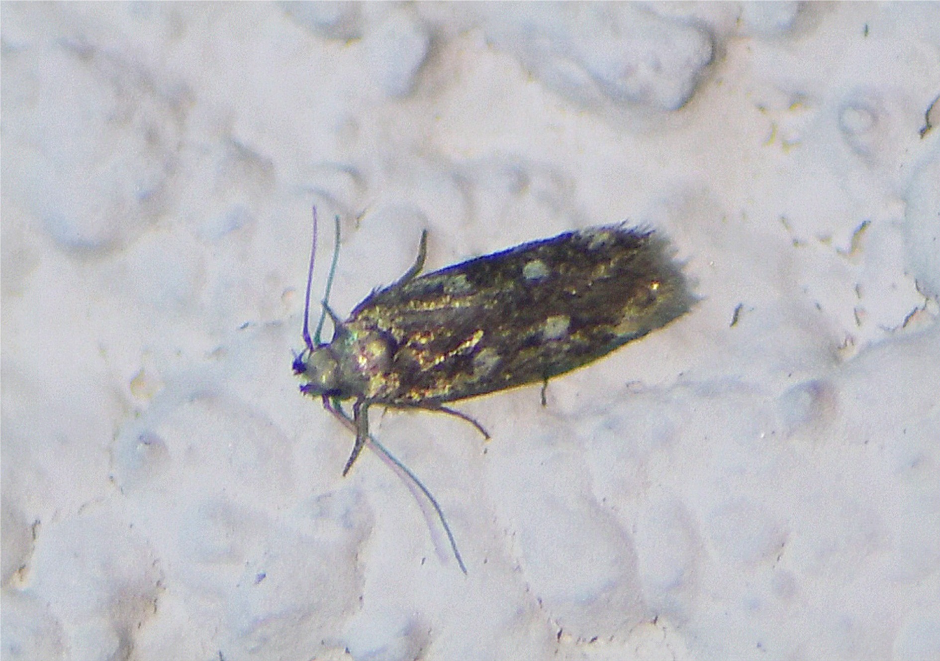 Gelechia sestertiella