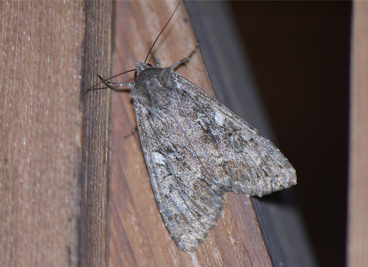 Eurois occulta