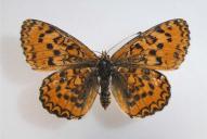Melitaea trivia