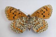 Melitaea trivia