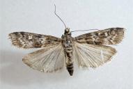 Dioryctria schuetzeella