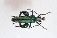 Oedemera nobilis(♂)