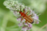 Rhagonycha fulva