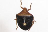 Ventocoris rusticus(GR23/Het10)