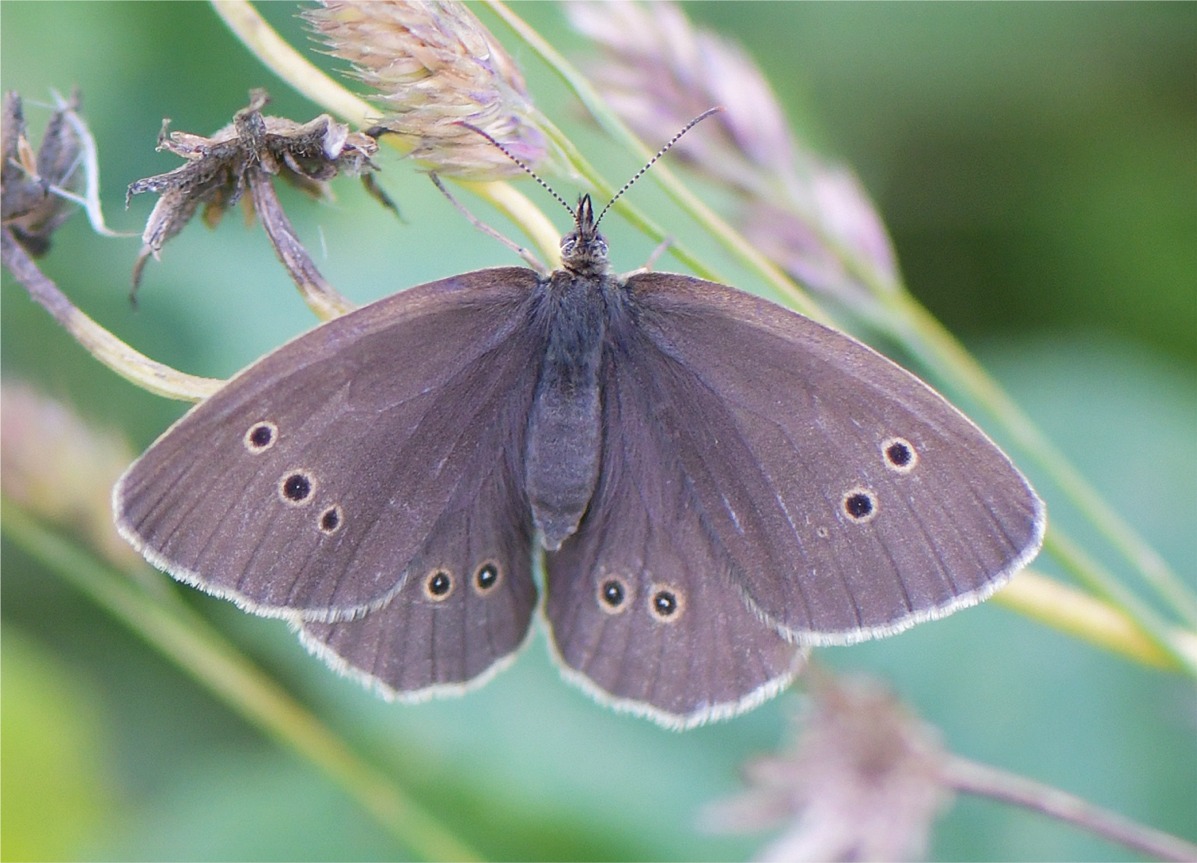 Aphantopus hyperantus