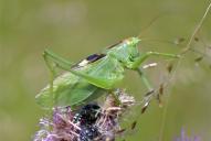 Tettigonia cantans(♂)